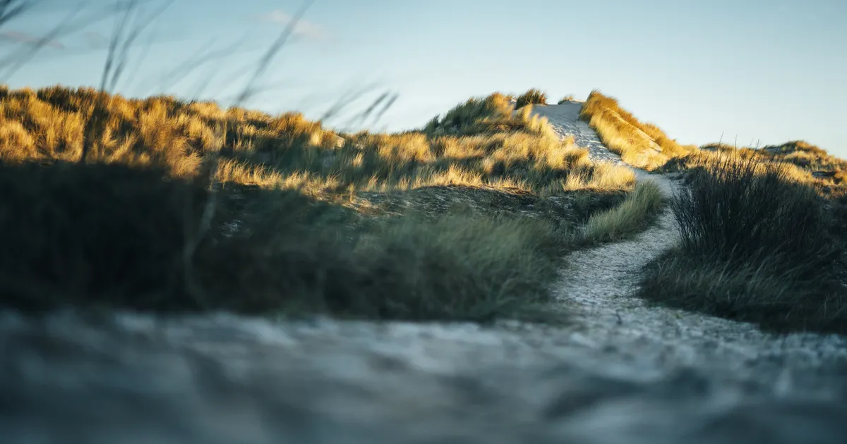 A sandy path between grassy dunes in warm evening light