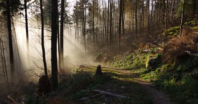 Sunlight filtering through trees beside a forest trail