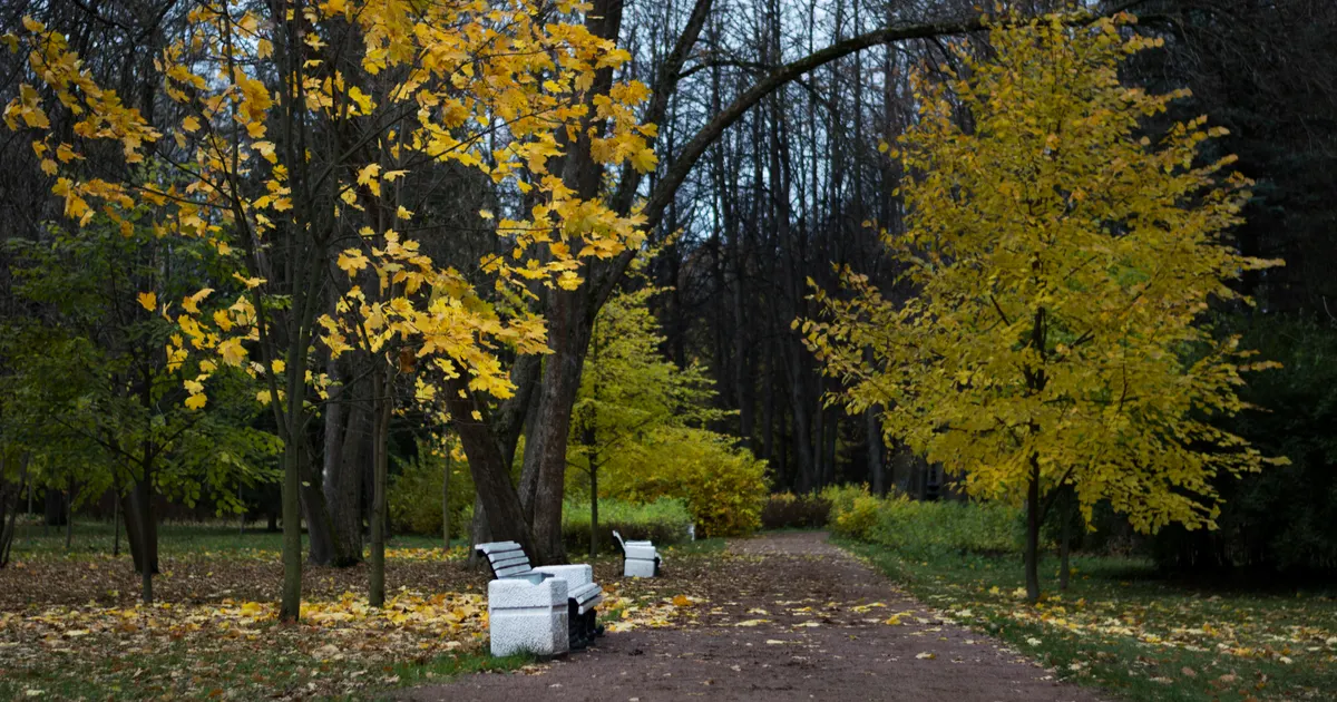 A park path beneath yellow autumn leaves with a bench beside it