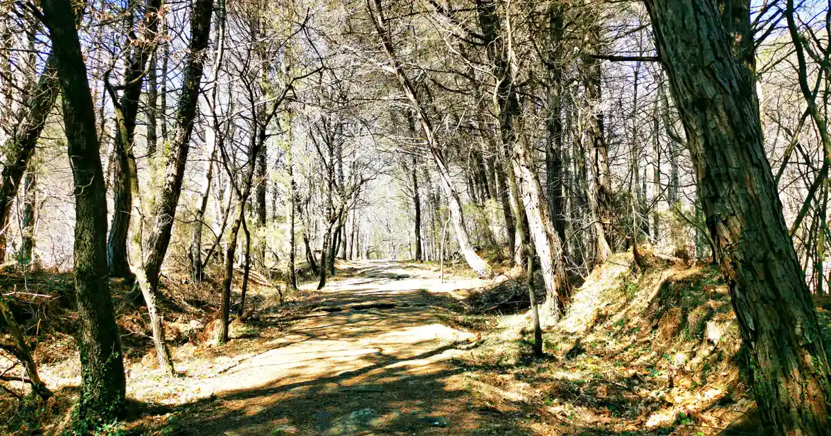Sunlight across a quiet path through woodland