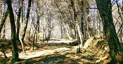 Sunlight across a quiet path through woodland