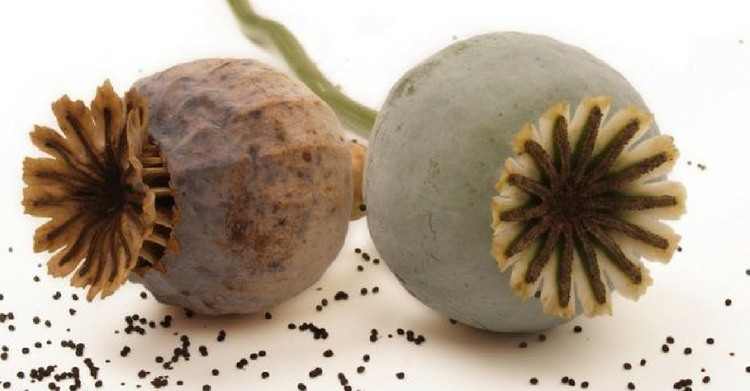 What is Opium? - How Does It Effect The Body and Brain?