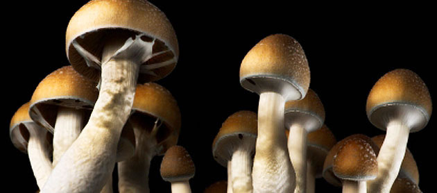 Long Term Effects of Shrooms