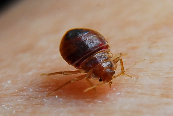 smoking bed bugs