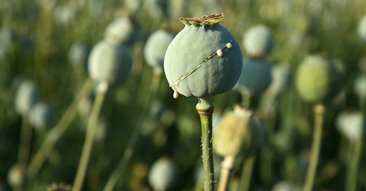 Opium