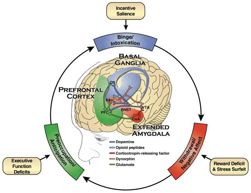 Illustration of brain reward pathways involved in addiction