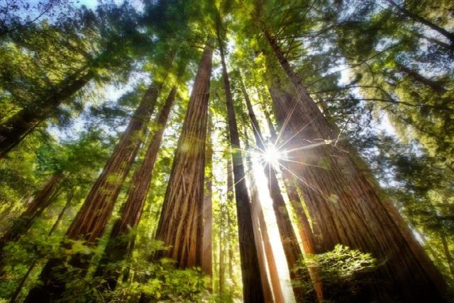 Sequoia Counseling Services facility photo
