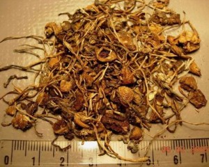 long term effects of shrooms