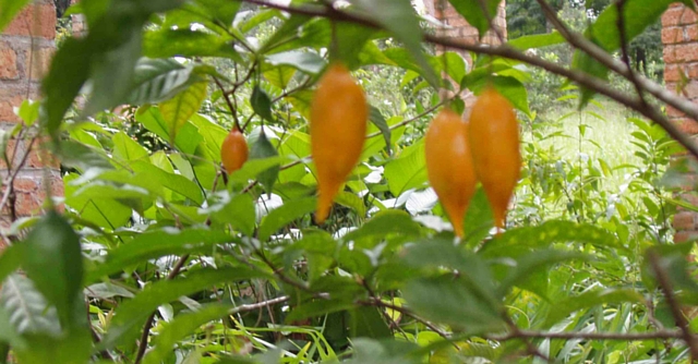 ibogaine treatment